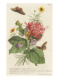 1 Ceratocephalus  2 Martynia  3 Narcissus
