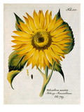 Helianthus annuus