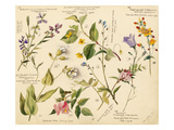 Wild flowers composite