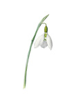 Galanthus elwesii