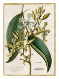 Vanilla flore viridi et albo
