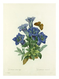 Gentiane sans tige: Gentiana acaulis