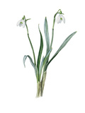 Galanthus nivalis maximus of van Tubergen