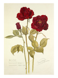 Rose Hoosier Beauty