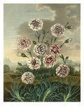 Plate VI