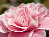 Camellia japonica Hikarugenji