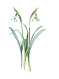Galanthus nivalis maximus of van Tubergen
