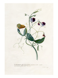 Lathyrus distoplatuphyllus hirsutus mollis