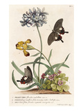 1 Polyanthes  2 Oxalis  3 Iris