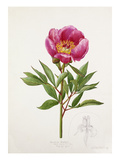 Paeonia broteri