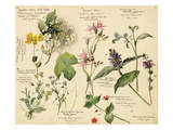Wild flowers composite