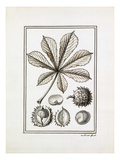 Hippocastanum vulgare