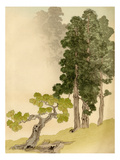 Japanese conifers and trees