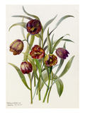 Fritillaria califolia