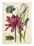 Plate 65