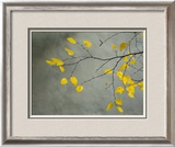 Yellow Autumnal Birch (Betula) Tree Limbs Against Gray Stucco Wall
