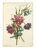 Plate 11