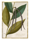 Vanilla flore viridi et albo fructa nigrescente Plumer cum fructa
