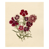 Dianthus chinensis