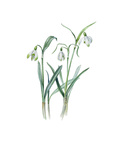 Galanthus nivalis sharlokii