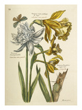 Plate 39