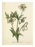 Plate 50