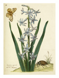 Plate 33