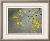 Yellow Autumnal Birch (Betula) Tree Limbs Against Gray Stucco Wall
