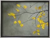 Yellow Autumnal Birch (Betula) Tree Limbs Against Gray Stucco Wall