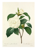 Camellia fleurs blanches: Camellia Japonica