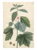 Hypericum