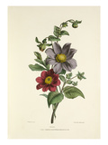 Dahlia