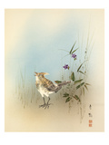 Crested Lark in grass