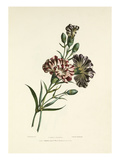Carnations