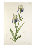 Iris sambucina