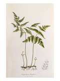 Polypodium dryopteris