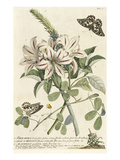 1 Sherardia  2 Lilio-Narcissus  3 Arachidna