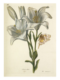 Plate 56