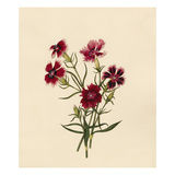 Dianthus chinensis