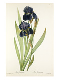 Iris germanica