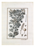 Acacia longissimis spinis alba