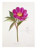 Paeonia russoi var leiocarpa