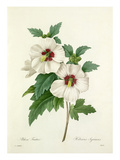 Althea Frutex: Hibiscus Syriacus