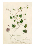 Antirrhinum  Cymbalaria