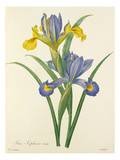 Plate 65