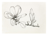 Magnolia × soulangeana