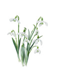 Galanthus caucasicus grandis