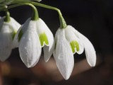 Galanthus Greatorex double