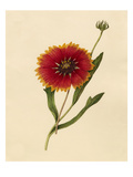 Gaillardia pulchella