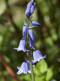 Hyacinthoides × massartiana